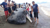 Lokasi paus terdampat masih dijaga sejumlah personel kepolisian.
