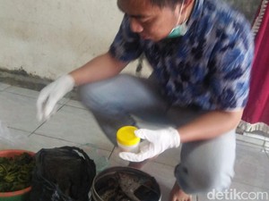 Ini Penyebab 250 Warga Jember Keracunan Ikan Tongkol Usai Pesta Tahun Baru