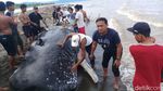 Bangkai Paus Berukuran  9 Meter Terdampar di Mamuju