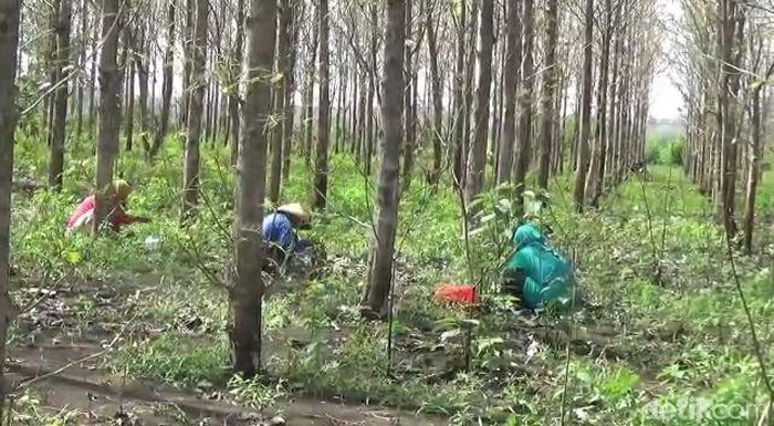 tradisi warga pinggiran hutan jati di Bojonegoro