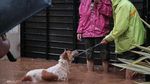 Potret Heroik Damkar-Warga Selamatkan Anjing Terjebak Banjir