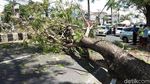 Duh, Ada Mobil Tertimpa Pohon Tumbang di By Pass Ngurah Rai Bali