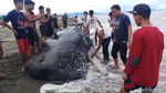 Bangkai Paus Berukuran  9 Meter Terdampar di Mamuju