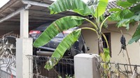 Sebuah mobil yang terkunci di garasi akhirnya nangkring di garasi karena diterjang banjir. Air mengangkat mobil dengan bobot lebih dari 1 ton itu.