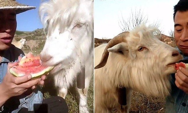 Hobi Curi Makanan, Aksi Kucing hingga Kambing Ini Bikin Gemas