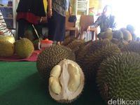 Berburu Durian di Benteng Kampung Durian Ciamis Untuk Oleh-oleh