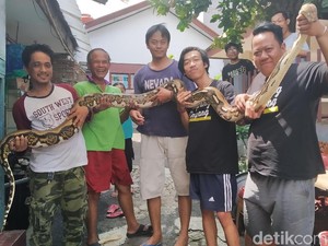 Heboh Ular Muncul saat Banjir di Pejaten, Pemilik: Mau Dimandiin