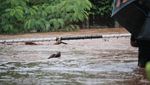 Potret Heroik Damkar-Warga Selamatkan Anjing Terjebak Banjir