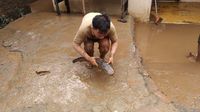 Bersihkan Lumpur Sisa Banjir, Warga Jaksel Temukan Lele Jumbo di Kamar