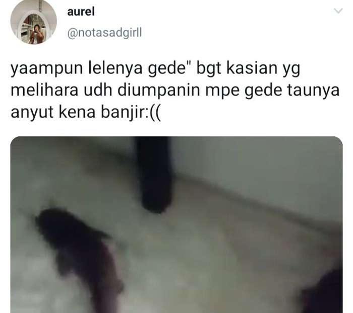 Viral Penemuan Lele Dumbo Nyasar Di Rumah Warga Yang Banjir