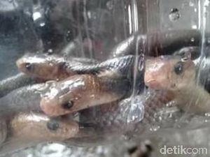 Hii! Balai Desa di Klaten Disambangi Kobra, 2 Masih Dicari