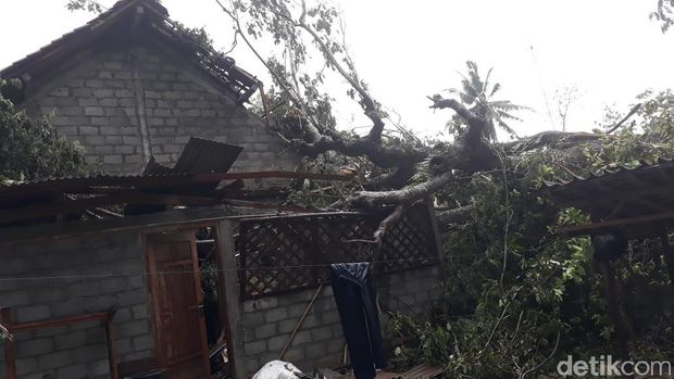 Angin Kencang di Kulon Progo, Tenda Pernikahan Ambruk-Pohon Tumbang 