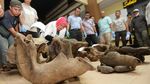 Penampakan Tulang Gajah Sumatera yang Diduga Mati Tersetrum