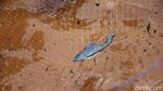 Asyiknya Warga Berburu Ikan di Kala Banjir