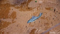 Kondisi wilayah yang masih terendam banjir dimanfaatkan warga untuk berburu ikan.