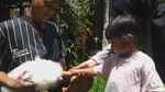 Foto: Di Sini Ada Kumpulan Kelinci Garut yang Menggemaskan