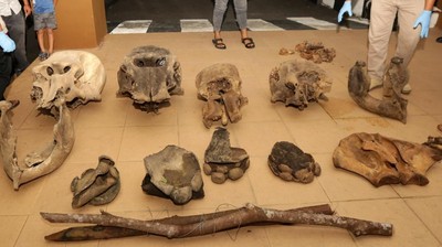 Penampakan Tulang Gajah Sumatera yang Diduga Mati Tersetrum