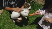 Traveler bisa lebih dekat mengenalkan hewan kelinci ke anak-anak, sekaligus melihat seberapa berani mereka berinteraksi dengan hewan ini. (Hakim Ghani/detikcom)