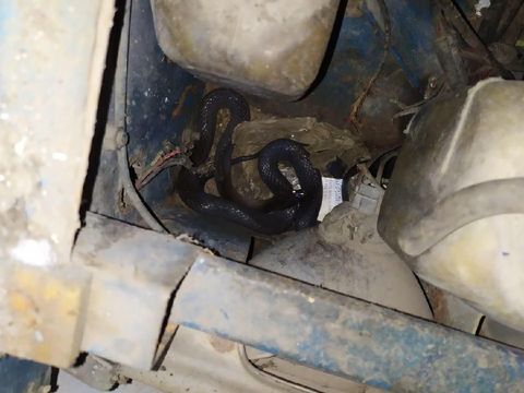 Ular Koros 1 Meter Ngumpet di Kap Mobil Warga Bandung