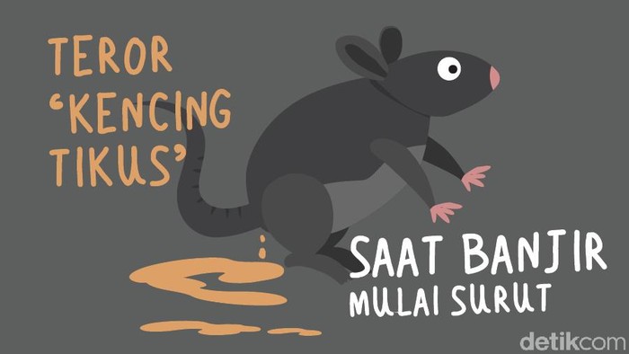 infografis leptospirosis kencing tikus