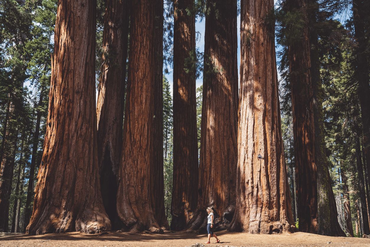 Pohon Redwood