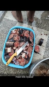 Viral! Penemuan Lele Dumbo Nyasar Di Rumah Warga yang Banjir