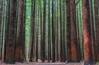 Pria Ini Tewas Terhantam Pohon Tumbang Setinggi 61 Meter