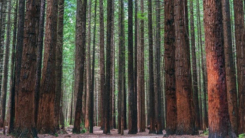 Pohon Redwood