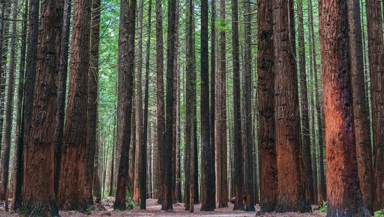 Pohon Redwood Pohon Redwood
