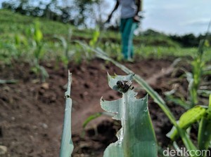 Dinas Pertanian Ponorogo Sebut Iklim Jadi Penyebab Ulat Grayak Serbu Tanaman