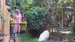 Foto: Di Sini Ada Kumpulan Kelinci Garut yang Menggemaskan