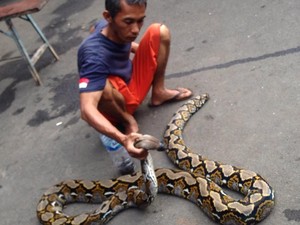 Kebakaran Hutan lalu Kebanjiran, Ular pun Ikut Jadi Korban