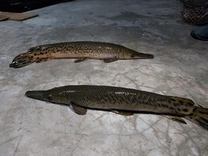 Insiden Balita Digigit Ikan Aligator Versi Lapas Wanita Bandung
