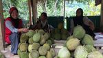 Potret Kali Biru, Destinasi Asri dari Polewali Mandar