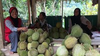 Di kawasan wisata Kali Biru bisa dijumpai aneka macam buah-buahan, mulai dari rambutan, langsat, hingga yang menjadi primadonanya, buah durian (Foto: Abdy Febriady/detikcom)