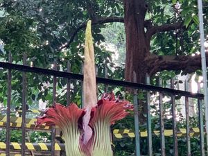 Bunga Bangkai Raksasa di Kebun Raya Bogor Mekar