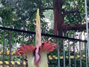 Bunga Bangkai Raksasa di Kebun Raya Bogor Mekar