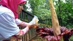 Bunga Bangkai di Kebun Raya Bogor Mekar Sempurna
