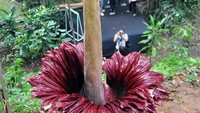 Bunga bangkai tersebut memiliki tinggi mencapai 194 cm dan beratnya mencapai 117 kilogram.