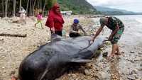 Begini penampakan bangkai paus pilot yang mati terdampar di pantai Desa Tolotio, Kabupaten Bone Bolango, Gorontalo.