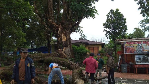 Dahan Pohon Peninggalan Belanda Patah di Malino, 3 Orang Terluka