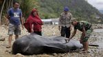 Bangkai Paus Pilot Terdampar di Gorontalo
