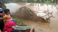 Tradisi Pacu Jawi yang digelar usai panen padi sebagai ungkapan rasa syukur dan suka cita.