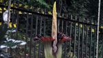 Bunga Bangkai di Kebun Raya Bogor Mekar Sempurna
