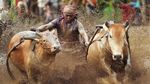 Melihat Serunya Pacu Jawi di Sumatera Barat
