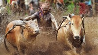 Seorang joki memacu sapinya saat digelar atraksi Pacu Jawi di Nagari Sungai Tarab, Kabupaten Tanah Datar, Sumatera Barat, Sabtu (4/1/2020).