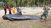Menurut keterangan warga setempat, paus pilot dengan panjang sekitar lima meter tersebut sempat berenang di tepian pantai sebelum akhirnya terdampar dan mati akibat air laut surut.