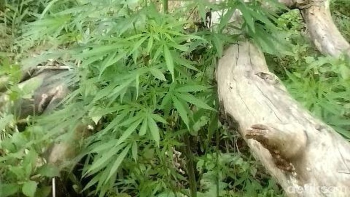 DOK. Polres Rejang Lebong/ Ladang ganja di Rejang Lebong Bengkulu