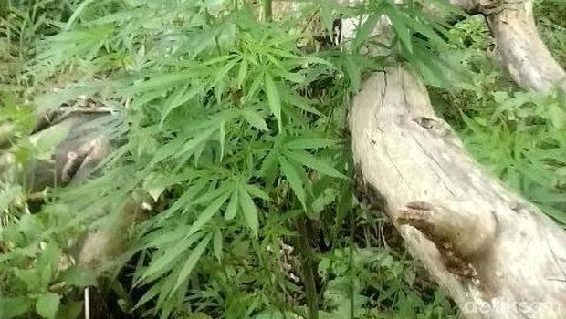 Polisi Ungkap Ladang Ganja Satu Hektare di Bengkulu