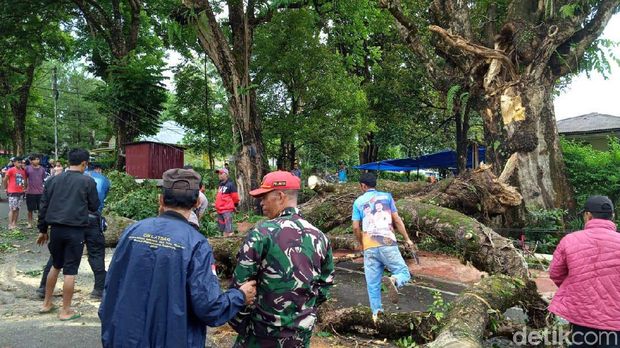 Dahan Pohon Peninggalan Belanda Patah di Malino, 3 Orang Terluka